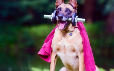 Throwing Management to the Dogs